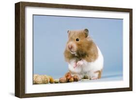 Hamster and Nuts-null-Framed Photographic Print