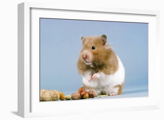 Hamster and Nuts-null-Framed Photographic Print