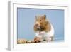 Hamster and Nuts-null-Framed Photographic Print
