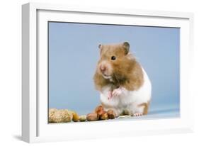 Hamster and Nuts-null-Framed Photographic Print