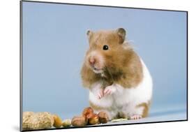 Hamster and Nuts-null-Mounted Photographic Print