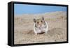 Hamster Digging in Sand-null-Framed Stretched Canvas