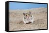 Hamster Digging in Sand-null-Framed Stretched Canvas