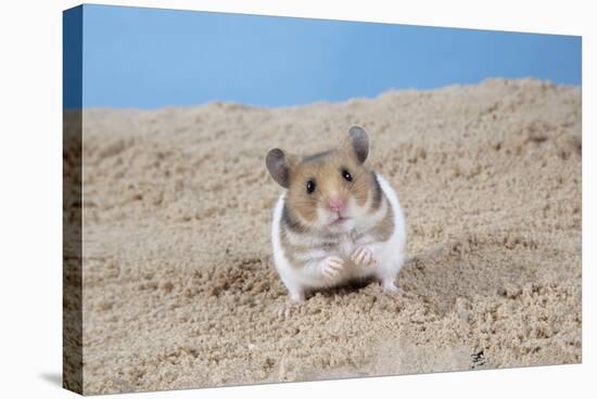 Hamster Digging in Sand-null-Stretched Canvas