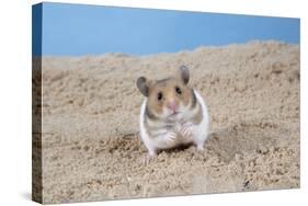 Hamster Digging in Sand-null-Stretched Canvas