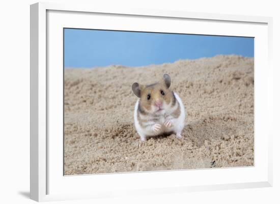 Hamster Digging in Sand-null-Framed Photographic Print