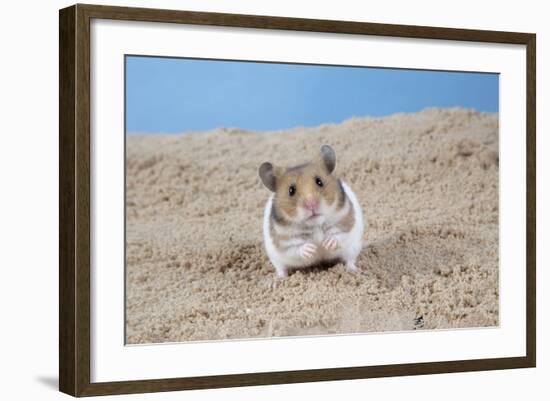 Hamster Digging in Sand-null-Framed Photographic Print