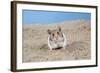 Hamster Digging in Sand-null-Framed Photographic Print