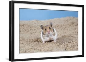 Hamster Digging in Sand-null-Framed Photographic Print