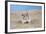 Hamster Digging in Sand-null-Framed Photographic Print