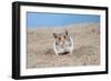 Hamster Digging in Sand-null-Framed Photographic Print