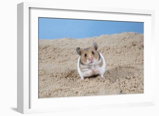 Hamster Digging in Sand-null-Framed Photographic Print