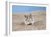 Hamster Digging in Sand-null-Framed Photographic Print