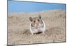 Hamster Digging in Sand-null-Mounted Photographic Print