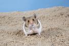 Just the Print