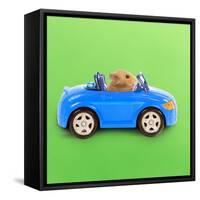 Hamster Driving Miniature Sports Convertible Car-null-Framed Stretched Canvas