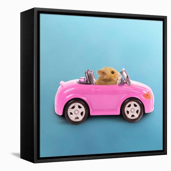 Hamster Driving Miniature Sports Convertible Car-null-Framed Stretched Canvas