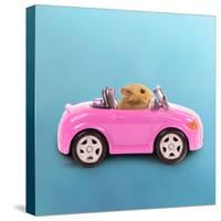 Hamster Driving Miniature Sports Convertible Car-null-Stretched Canvas