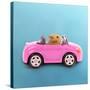 Hamster Driving Miniature Sports Convertible Car-null-Stretched Canvas