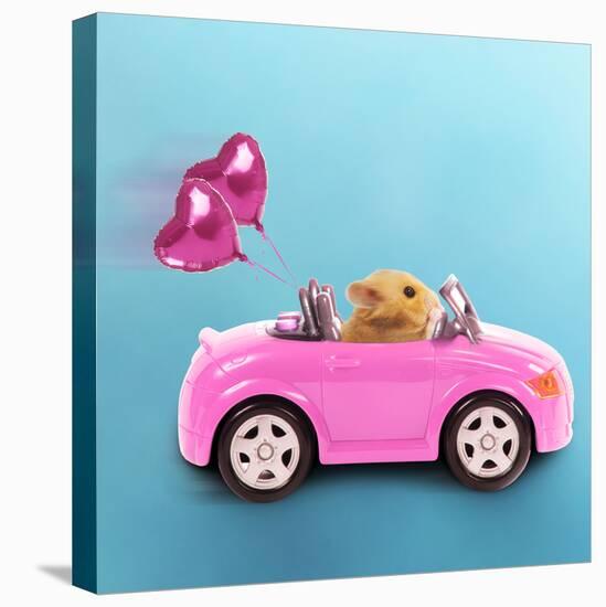 Hamster Driving Miniature Sports Convertible Car-null-Stretched Canvas