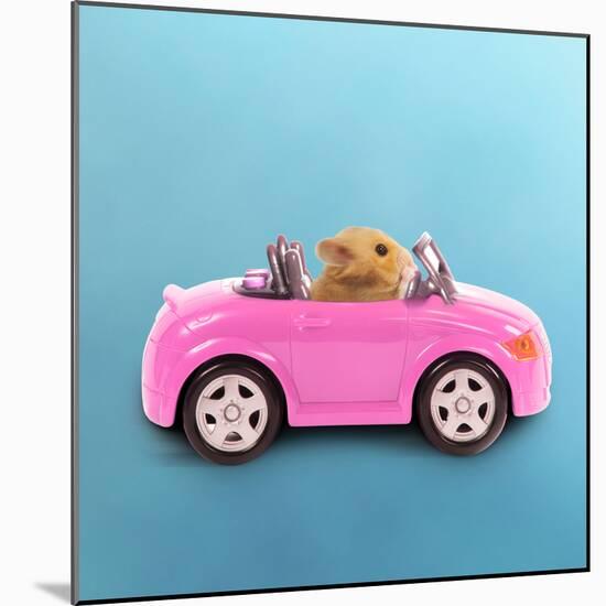 Hamster Driving Miniature Sports Convertible Car-null-Mounted Photographic Print