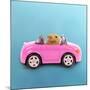 Hamster Driving Miniature Sports Convertible Car-null-Mounted Photographic Print