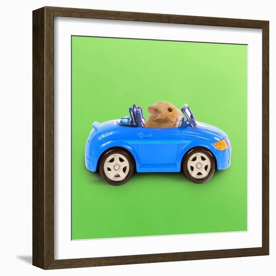 Hamster Driving Miniature Sports Convertible Car-null-Framed Photographic Print