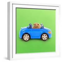 Hamster Driving Miniature Sports Convertible Car-null-Framed Photographic Print