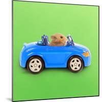Hamster Driving Miniature Sports Convertible Car-null-Mounted Photographic Print