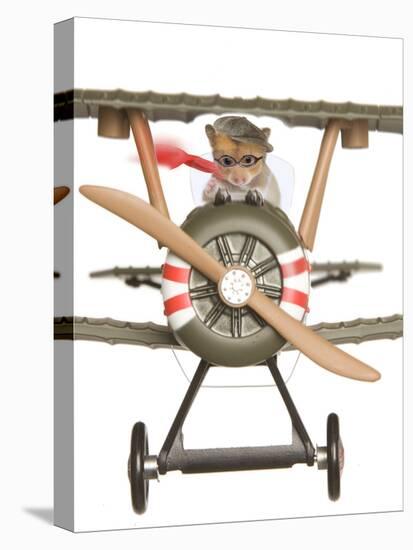 Hamster Flying Aeroplane-null-Stretched Canvas