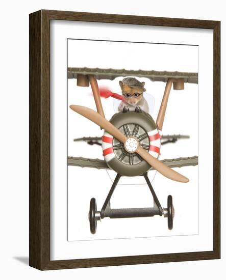 Hamster Flying Aeroplane-null-Framed Photographic Print