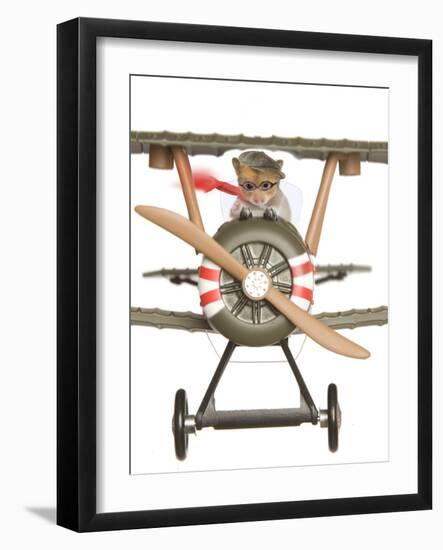 Hamster Flying Aeroplane-null-Framed Photographic Print