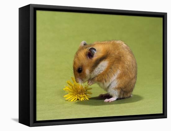 Hamster Mini-null-Framed Stretched Canvas