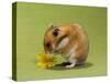 Hamster Mini-null-Stretched Canvas