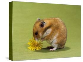 Hamster Mini-null-Stretched Canvas