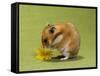 Hamster Mini-null-Framed Stretched Canvas