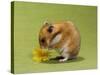 Hamster Mini-null-Stretched Canvas