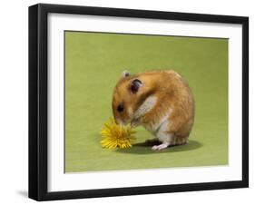 Hamster Mini-null-Framed Photographic Print