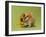 Hamster Mini-null-Framed Photographic Print