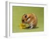 Hamster Mini-null-Framed Photographic Print