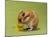 Hamster Mini-null-Mounted Photographic Print