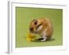 Hamster Mini-null-Framed Photographic Print