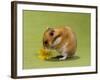 Hamster Mini-null-Framed Photographic Print