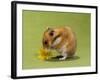 Hamster Mini-null-Framed Photographic Print