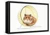 Hamster on Wheel-null-Framed Stretched Canvas