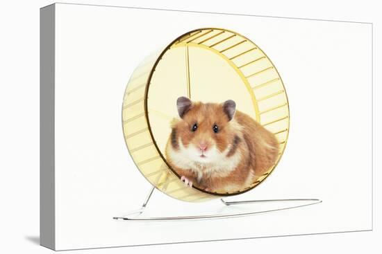Hamster on Wheel-null-Stretched Canvas