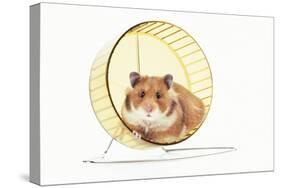 Hamster on Wheel-null-Stretched Canvas