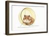 Hamster on Wheel-null-Framed Photographic Print