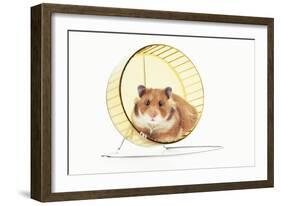 Hamster on Wheel-null-Framed Photographic Print