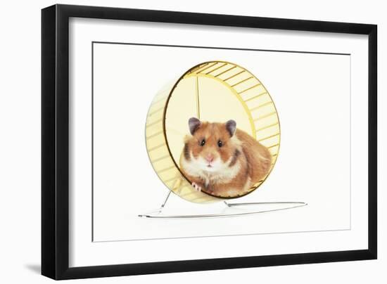 Hamster on Wheel-null-Framed Photographic Print